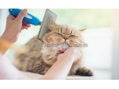 آموزش آرایش سگ و گربه