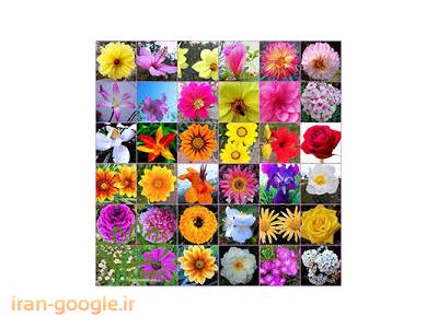 بهترین باغ گل در تهران-تولید نشاء فصلی خارجی ، طراحی و اجرا فضای سبز