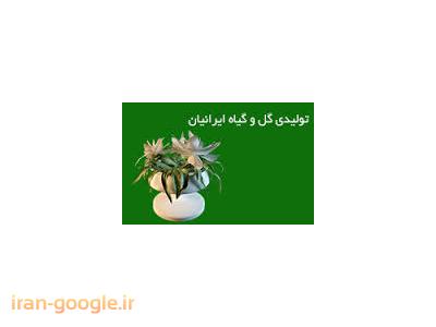 بهترین بازار گل در تهران-تولید نشاء فصلی خارجی ، طراحی و اجرا فضای سبز